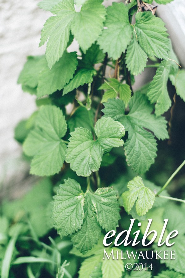 Source: Edible Milwaukee