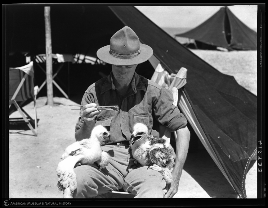 In the above image, Roy Chapman Andrews feeds baby eagles at his camp in Mongolia in 1928.